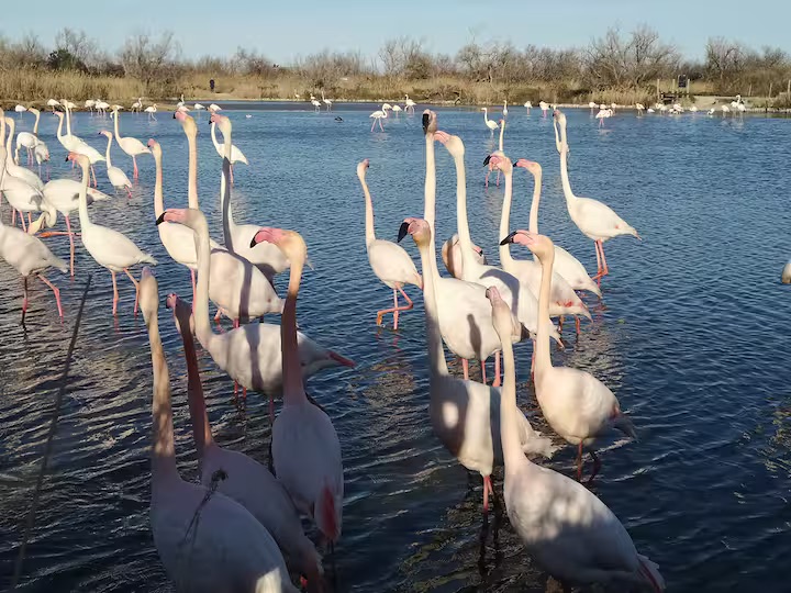 White horses and flamingos in the Camargue