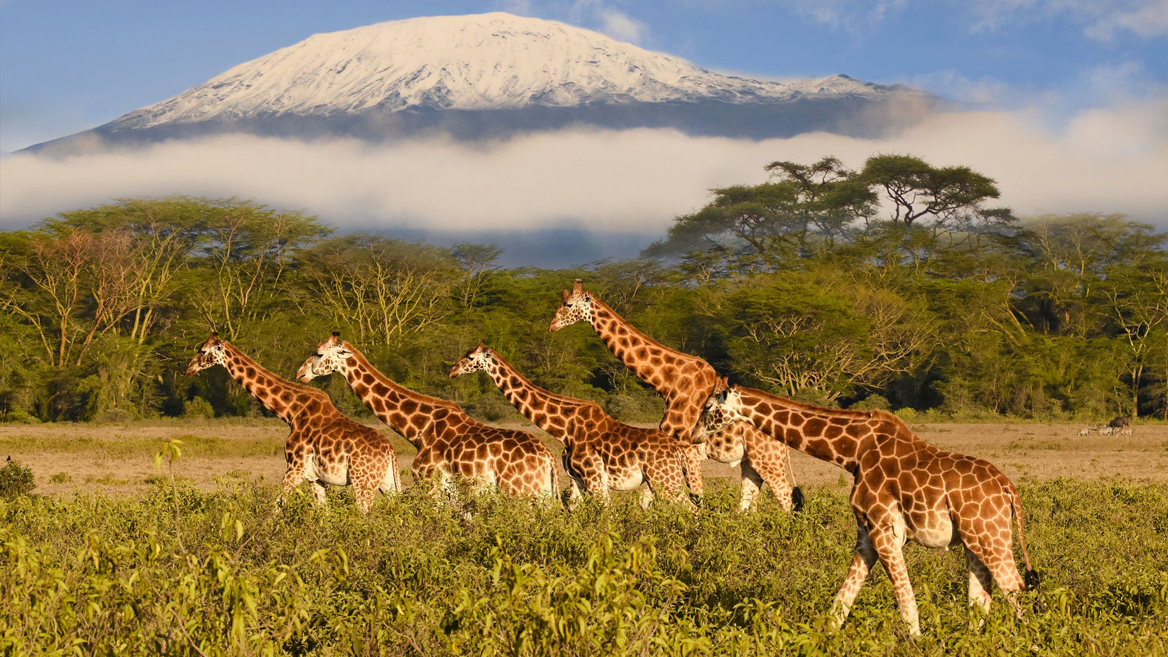 Giraffes and Kilimanjaro