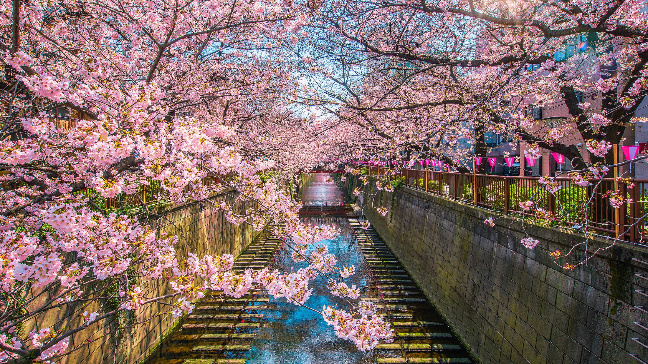 Cherry blossom sakura, Meguro Canal, Tokyo