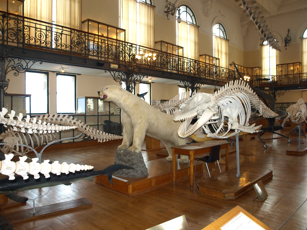 Musée océanographique de Monaco (Oceanographic Museum)