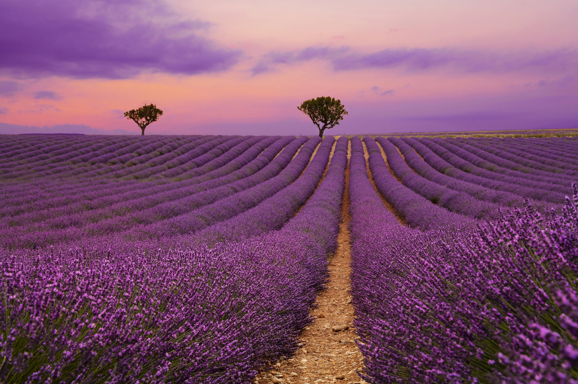 Valensole Provence